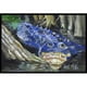 Carolines Treasures JMK1135JMAT Alligator Bleu Tapis Intérieur et Extérieur- 24 x 36 Po. – image 1 sur 4