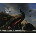 thumbnail image 3 of Melchior d'Hondecoeter 17x15 Black Modern Framed Museum Art Print Titled - Peacocks, Male and Female (1681), 3 of 5
