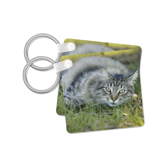 3dRose, Maine Coon cat, Central Florida - US10 MPR0328 - Maresa Pryor, set of 2 Key Chains