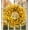 C, variant on 17.7 Inch All Seasons Floral Wreath, Colorful Artificial Flower Wreath, Thanksgiving Halloween Christmas Front Door Decor, Spring Summer Fall Winter Hanging Wreath with Green Leaves