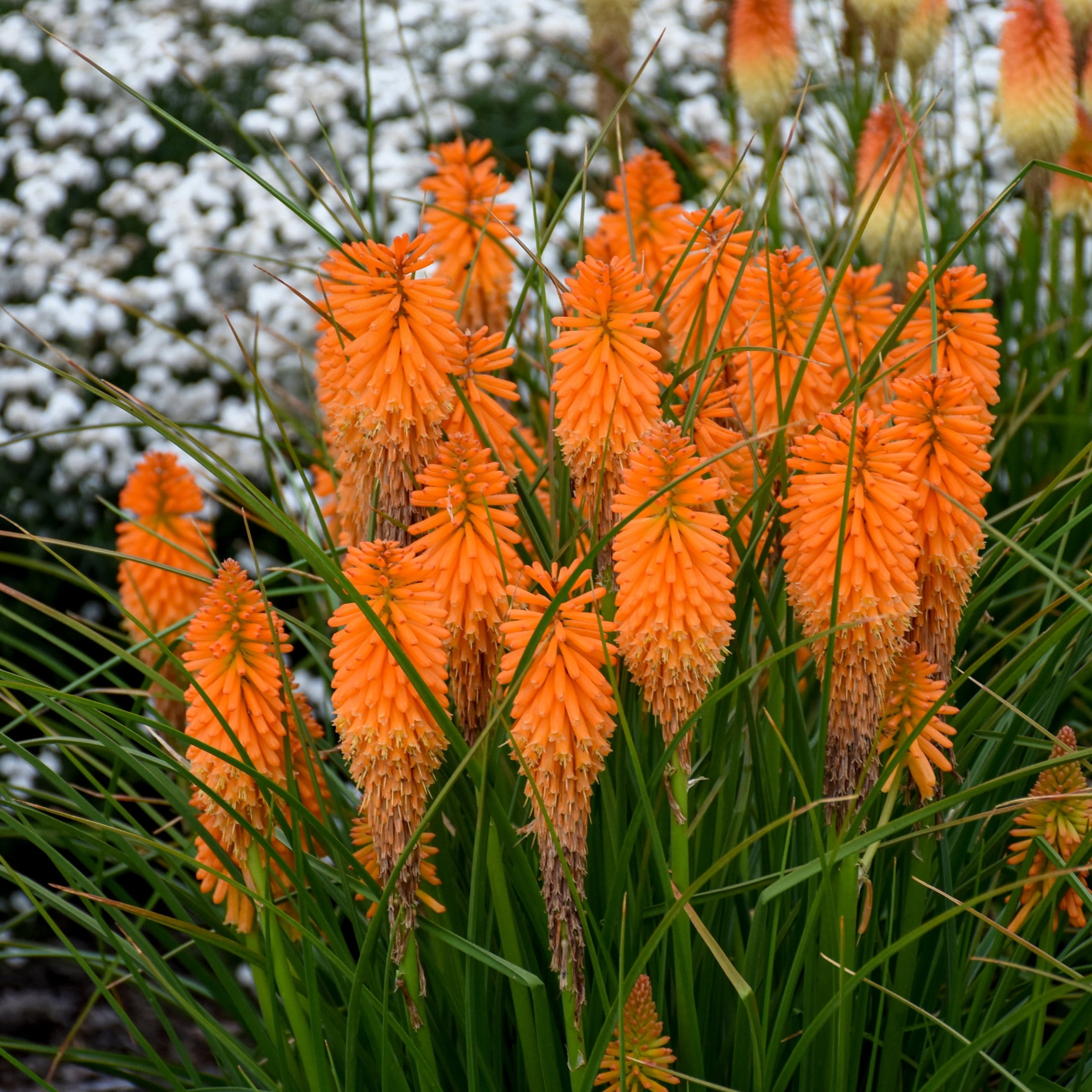 Proven Winners 6" Pyromania 'Orange Blaze' Red Hot Poker Live Plant in 7.5" Pot