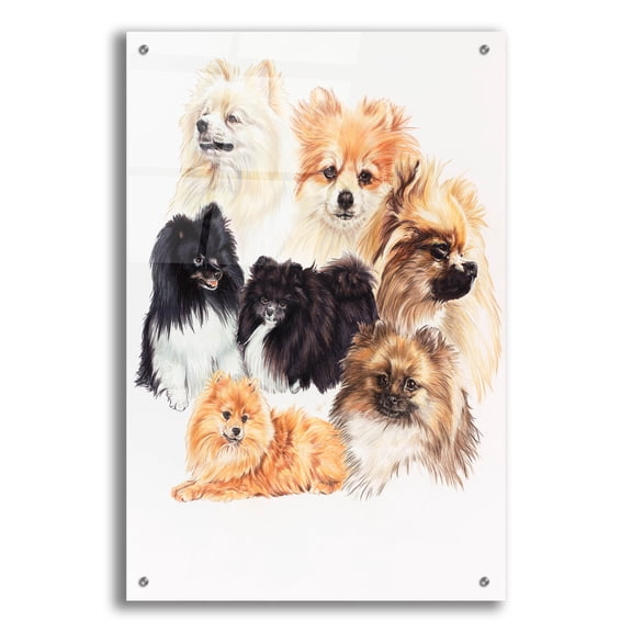 Epic Art 'Pomeraneian' by Barbara Keith, Acrylic Glass Wall Art, 24"x36"