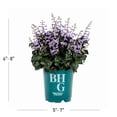 thumbnail image 3 of Better Homes & Gardens 1PT Plectranthus Live Annual Plant Partial Shade 6-Pack, 3 of 6