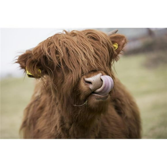 Design Pics DPI2355452 Highland Cattle Licking Its Lips - Scottish Borders Scotland Poster Print, 19 x 12