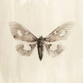 thumbnail image 3 of Incado 20x20 Black Modern Framed Museum Art Print Titled - Sepia Moth, 3 of 5