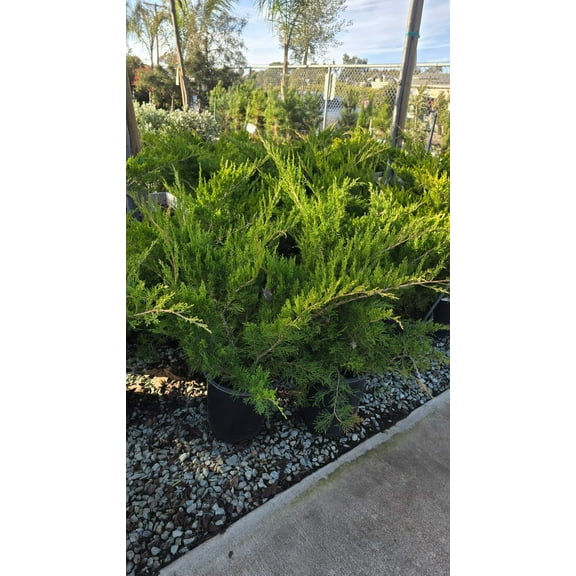 Juniperus chinensis 'Sea Green' 5 gallon pot - Get similar