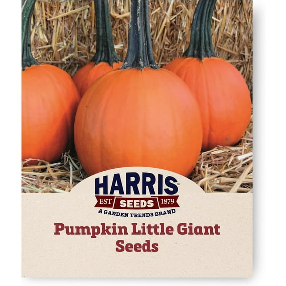 Harris Seeds - Treated Pumpkin Little Giant F1 Non-GMO Vegetable - 250 Seeds