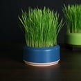 thumbnail image 7 of 2 Pack Cat Grass Planter Trianu Hydroponic Cat Grass Cup Household Cat Grass Box Nursery Cat Plant for Indoor Cats, Blue-None SEEDS, 7 of 7