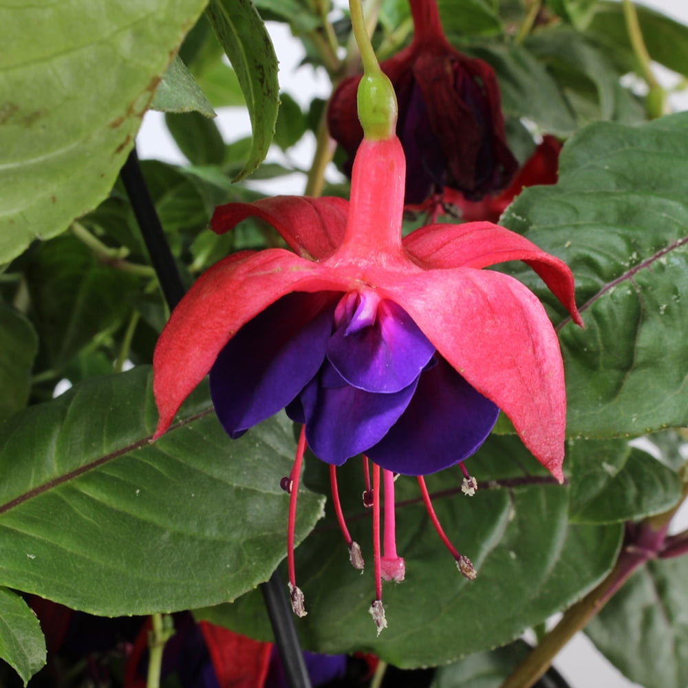 EXPERT GARDENER 1.5G FUCHSIA PATIO PRINCESS - Walmart.com