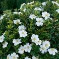 thumbnail image 2 of Southern Living Scentamazing Gardenia Live Shrub in 2.5-Quart Grower Pot, 2 of 7