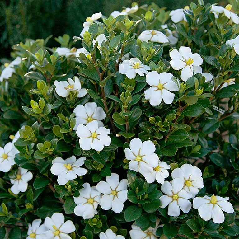 Scentamazing Gardenia (2.5 Quart) Blooming Evergreen Shrub with White  Fragrant Flowers - Live Plant