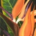 thumbnail image 2 of Higby, Jason 12x12 White Modern Wood Framed Museum Art Print Titled - Bird of Paradise Tile I, 2 of 4