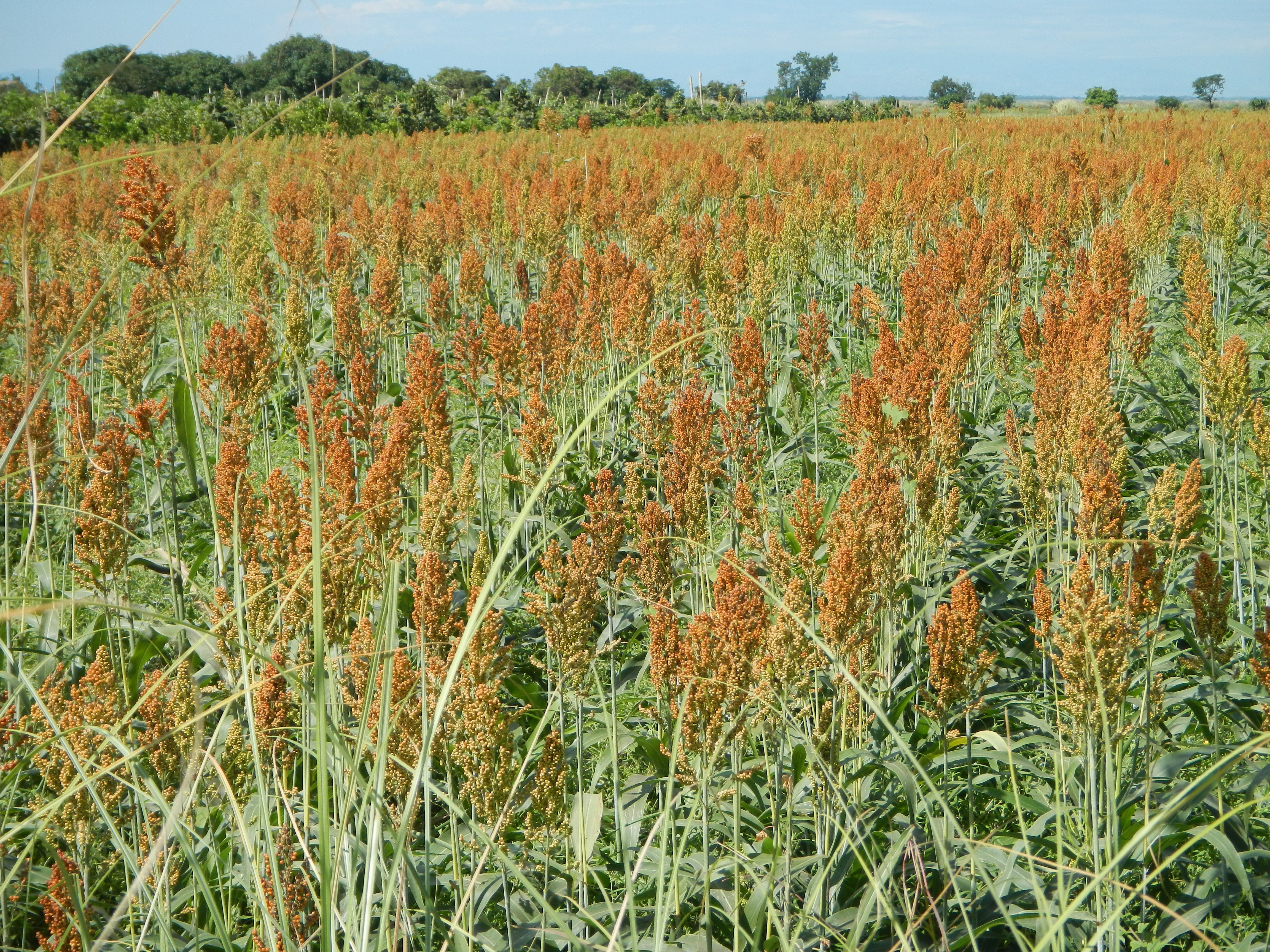 Hale Habitat & Seed Grain Sorghum Food Plot Seed, 5 lbs
