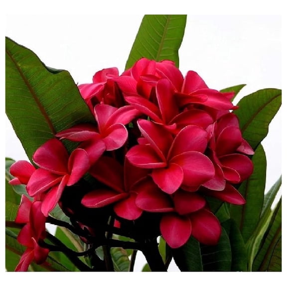 10 Dark Pink Plumeria Seeds – Fragrant Frangipani Tropical Flower Tree – Perennial Plant for Garden or Containers