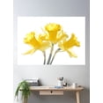 thumbnail image 2 of Sunny Daffodils On White Poster Wall Art, Modern Wall Decor For Living Room Bedroom, 12x18 UNFRAMED, 2 of 3