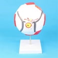 thumbnail image 4 of Anatomical Eye Model Eyeball Eyelid Model Disassemble, 4 of 5