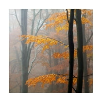 Martin Rak 'Autumn Forest' Canvas Art