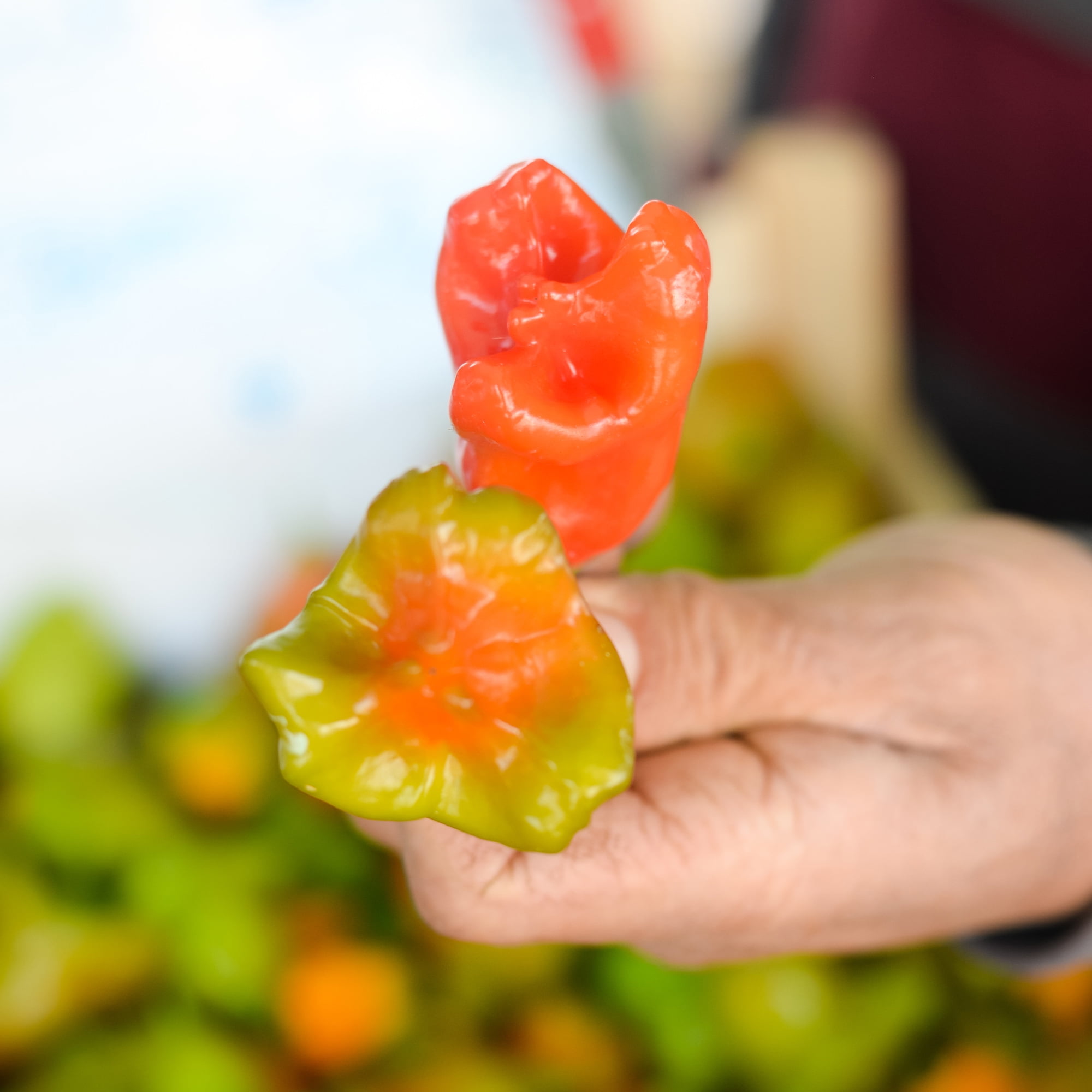 Pepper Seeds Hot Mushroom Red 500 Mg Packet 90 Seeds Capsicum