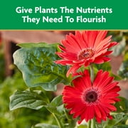 Miracle-Gro Liquid All Purpose Plant Food, Concentrate, For All Plant Types, 32 oz.