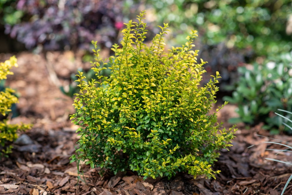 Southern Living Sunshine Ligustrum Golden Privet Live Shrub in 3-Gallon Grower Pot