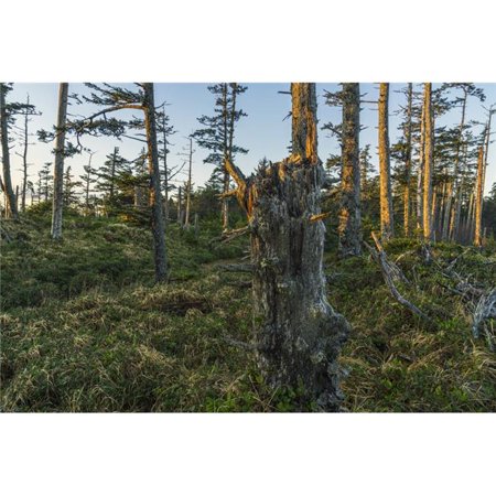 The Ancient Forests of Naikoon Provincial Park - Haida Gwaii British Columbia Canada Poster Print - 19 x 12 in.