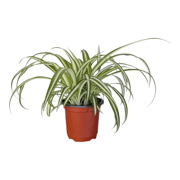 Spider Plant Easy Care Houseplants Natural Air Purifiers