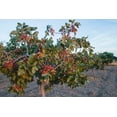 thumbnail image 2 of 10 Pistachio Nut Tree Seeds for Planting - Pistacia Vera, 2 of 4