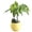 A005- Yellow, variant on Live Indoor Houseplant, Small Potted Lucky Seed Plant, Glossy Green Leaf Houseplant, Yellow Ribbed Ceramic Planter Pot Set, Compact Desktop Decor with Decorative Pebbles for Home