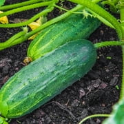 Purely Organic Marketmore 76 Cucumber Seeds (Premium Heirloom, Organic, Non-GMO, Open Pollinated, Vegetable, Full S) - Approx 140 Premium Seeds