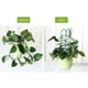 thumbnail image 2 of 6 pack de plantas de interior encolado, planta de jardín, soporte de vid, caja de escalada Afortunado Sencillez, 2 of 4