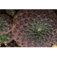 thumbnail image 5 of Costa Farms 3in Cacti Assorted Girogami in Pot cover, 5 of 5
