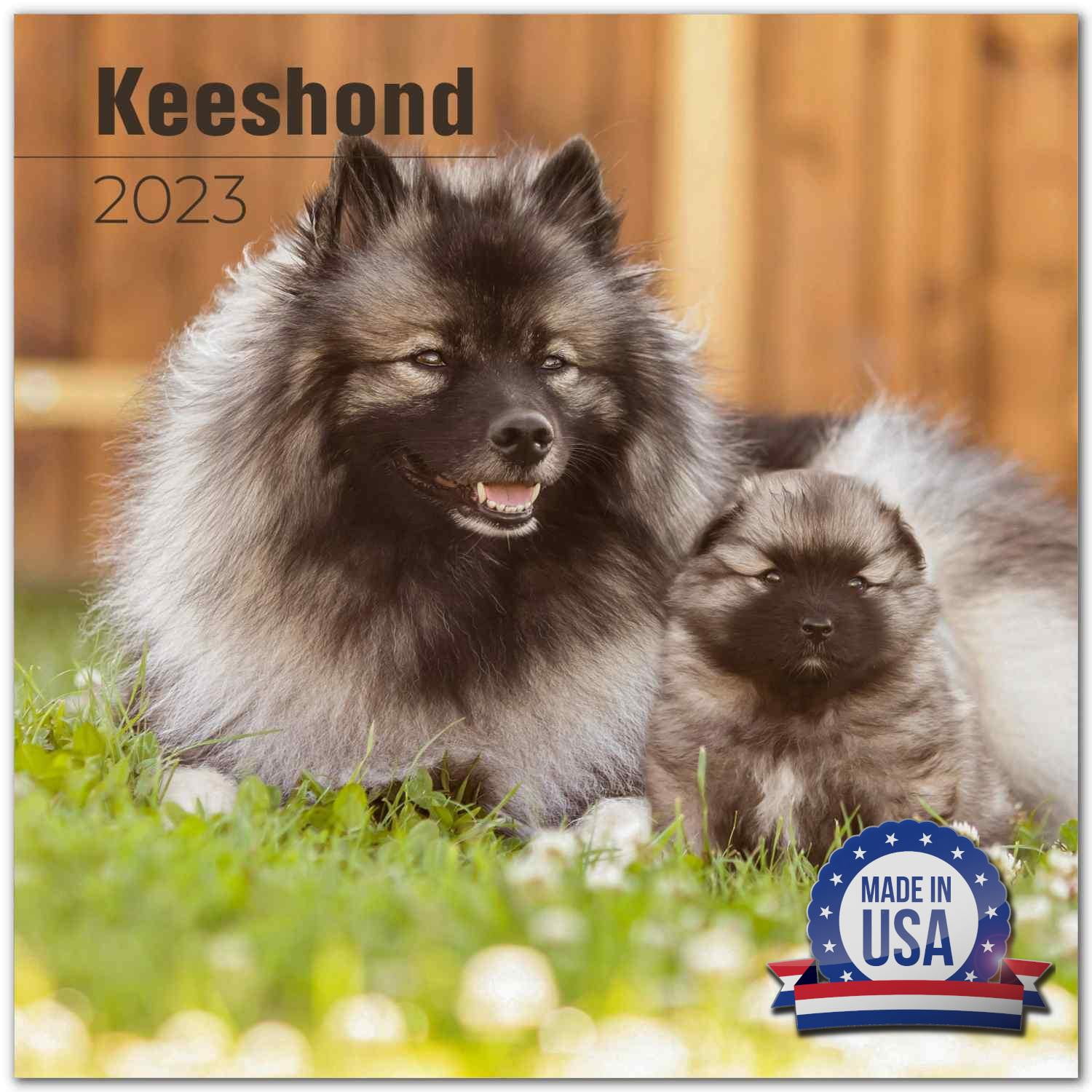 2022 2023 Keeshond Calendar - Dog Breed Monthly Wall Calendar - 12 x 24 Open - Thick No-Bleed Paper - Giftable - Academic Teacher's Planner Calendar Organizing & Planning - Made in USA