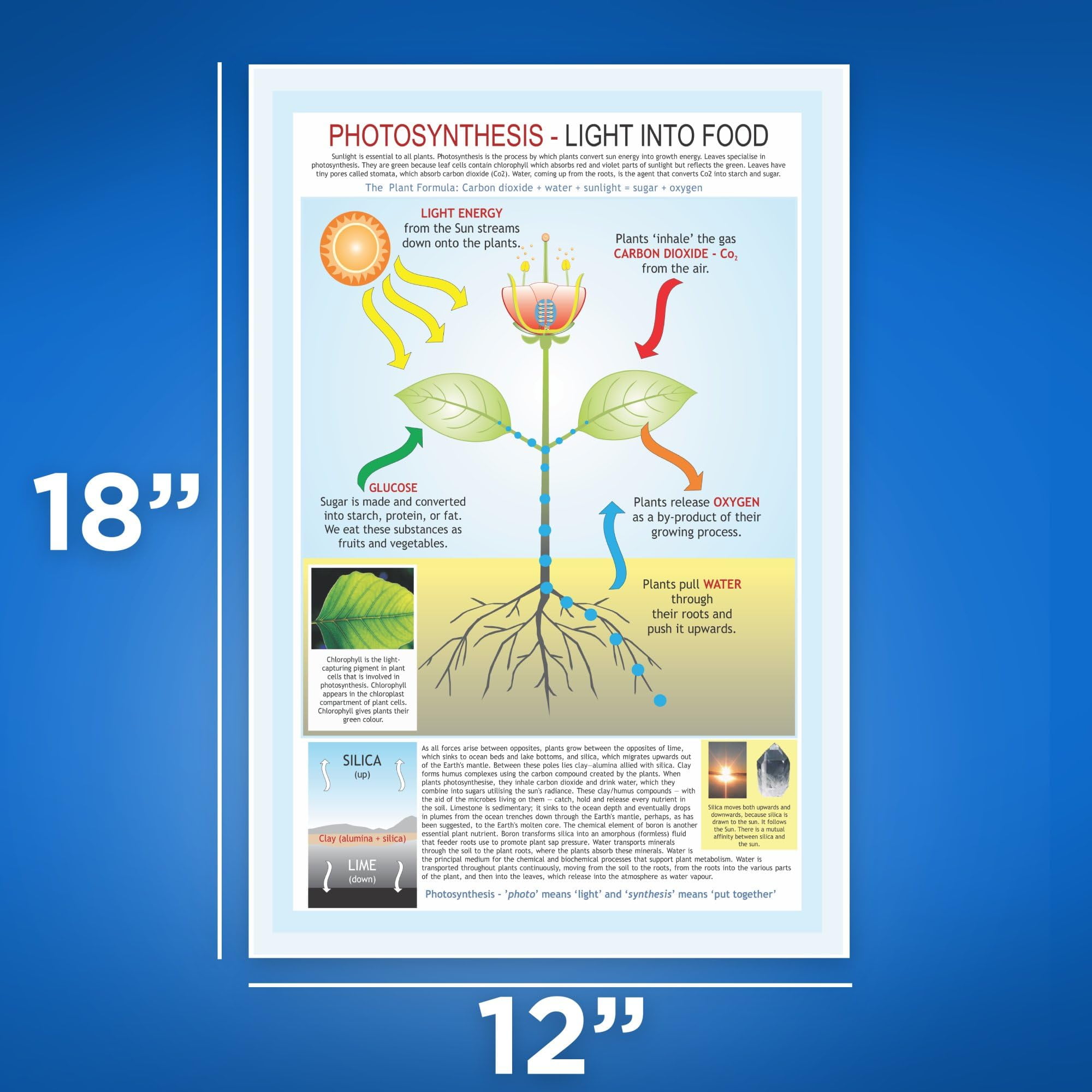 Photosynthesis Poster - Light Into Food - How Plants Make Energy