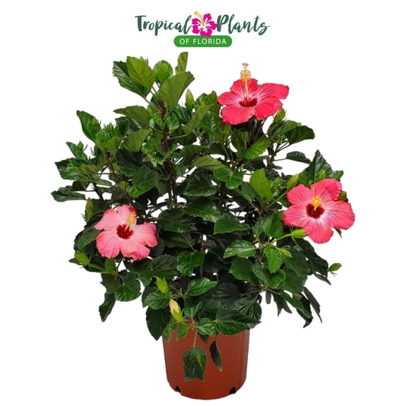 Tropical Plants of Florida 26" to 28" Pink Hibiscus Bush; Full Sunlight, Outdoor, Pet Friendly