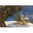 thumbnail image 2 of Flaherty, Dennis 32x23 White Modern Wood Framed Museum Art Print Titled - CA, White Mts Ancient bristlecone pine trees, 2 of 4