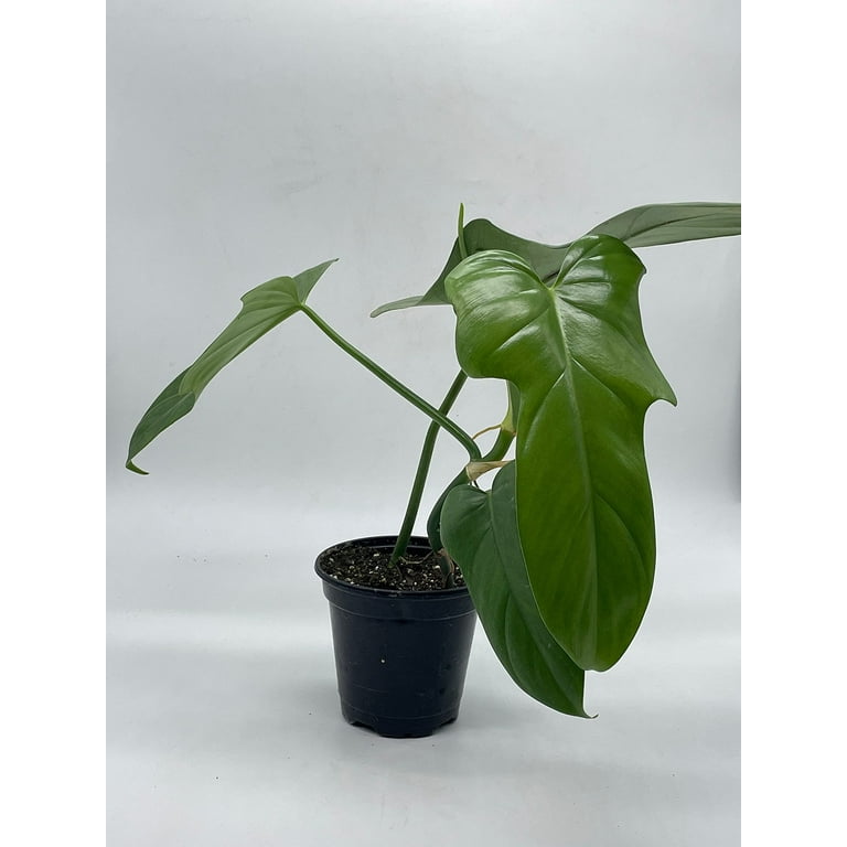where to buy black pepper seeds for planting BLACK PEPPER VINES Plant. Piper Nigrum  iGreenThumb