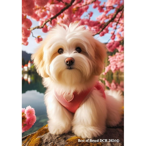 Havanese Cream -  Best of Breed DCR Spring Garden Flag
