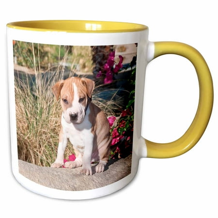 3drose, an American Pitt Bull Terrier Puppy Dog - Us05 Zmu0076 - Zandria Muench Beraldo, 11oz Two-tone Yellow Mug