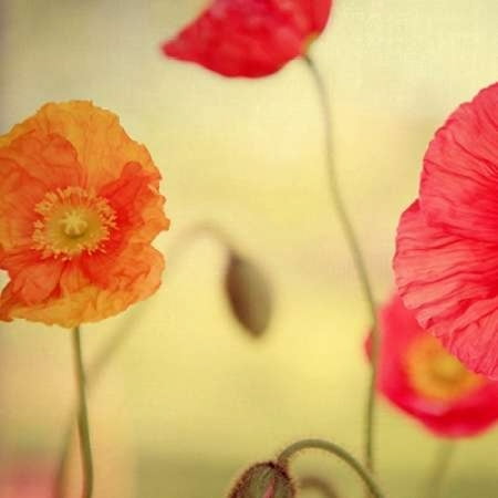 En Rose - La Vie en Rose Canvas Art - Alicia Bock (24 x 24)