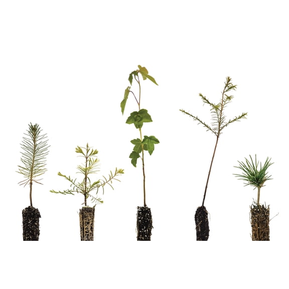 Bonsai Tree Bundle | Collection of 5 Tree Seedlings | The Jonsteen Company