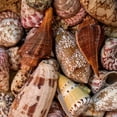 thumbnail image 3 of Amos, Andy 12x12 Black Modern Framed Museum Art Print Titled - Mini Conch Shells II, 3 of 5