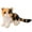 A2770 Usloyux under 5$, variant on Usloyux Under $5 Stuffed Animal Toy, Plush Kitty Doll for Sofa Bed Decor, Soft Cute Cat Plushie for Kids Adults, Super Soft Polyester Plush Toy for Birthday Gift Home Decoration