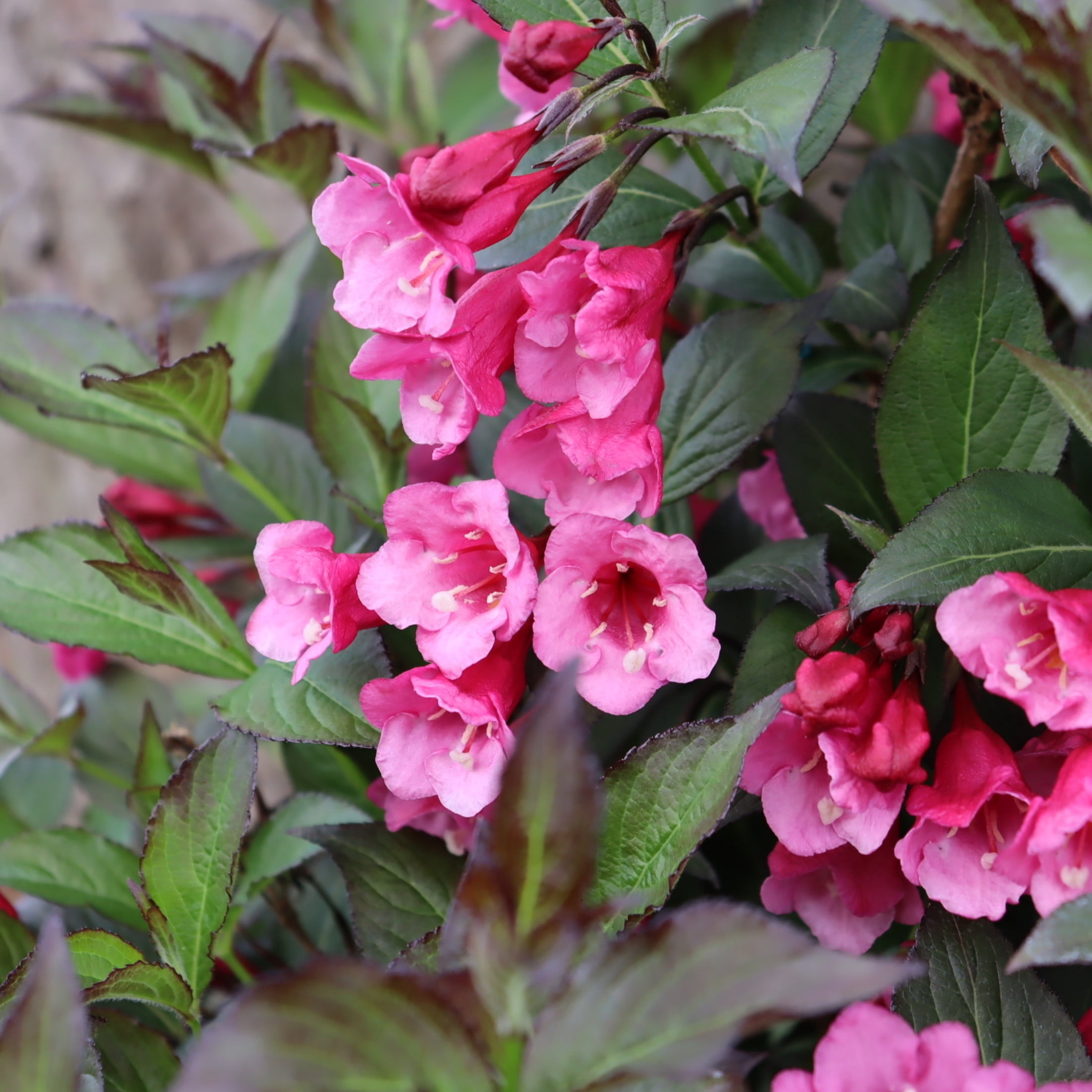 Proven Winners ColorChoice 6" Pink Sonic Bloom Wine Weigela Live Plant in 7.5" Pot