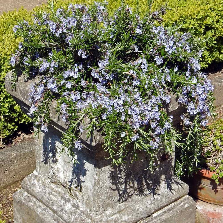 Outsidepride Rosemary Seeds - 2000 Seeds