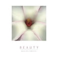 thumbnail image 2 of Unknown 15x18 White Modern Wood Framed Museum Art Print Titled - Beauty - White Magnolia, 2 of 4