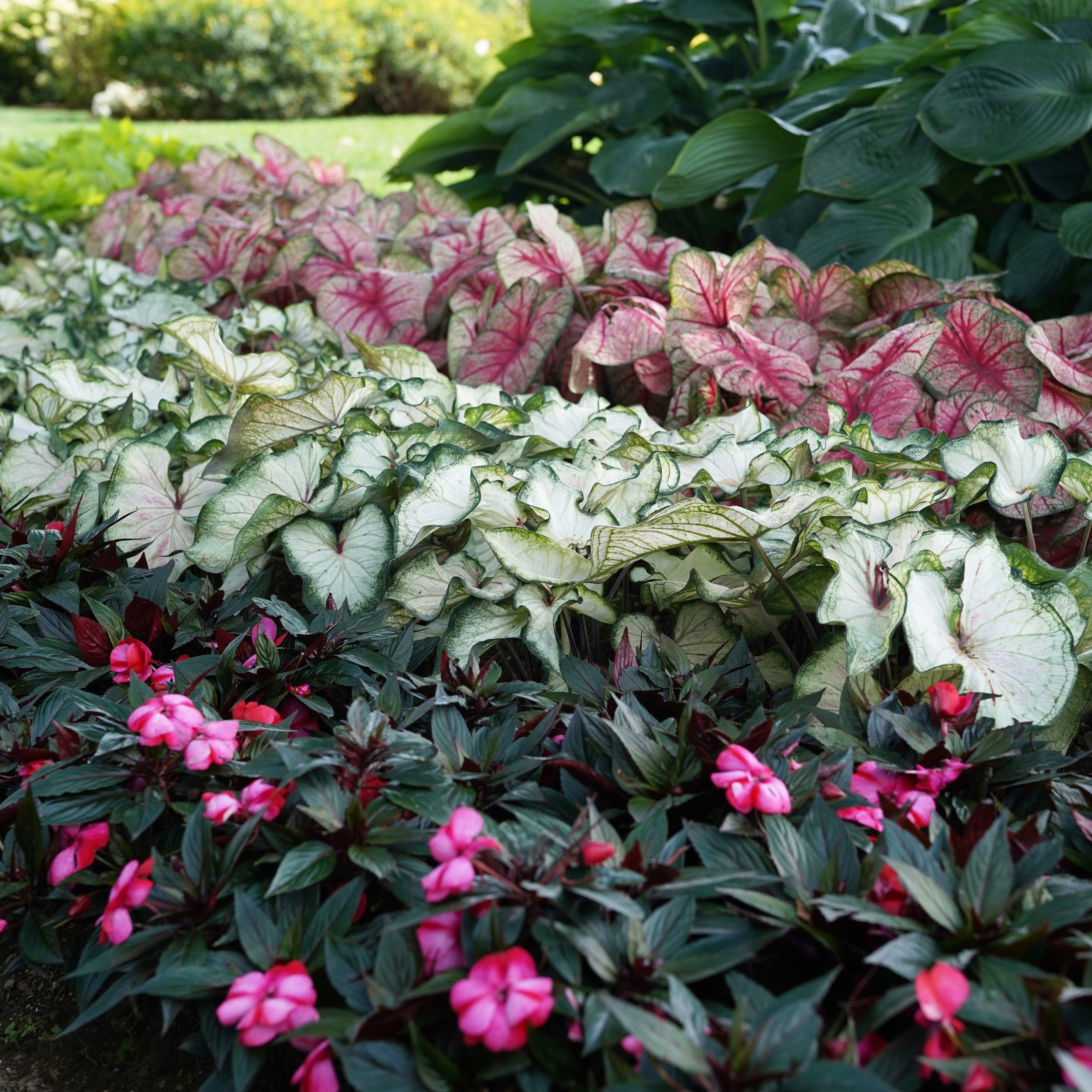 Proven Winners 5" Multicolor Heart to Heart 'Bottle Rocket' Sun or Shade Caladium Live Plant in 4.5" Pot (4 Count)