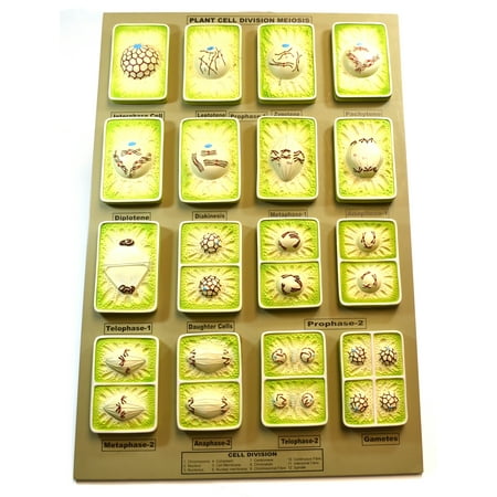 Plant Cell Division Meiosis Model Three Dimensional With Hand