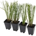 thumbnail image 5 of 4 Live Lomandra Longifolia Plants – Hardy & Versatile Ornamental Grass in 2.5” Nursery Cubes – Drought-Tolerant & Ideal for Borders, Ground Cover, and Erosion Control, 5 of 9