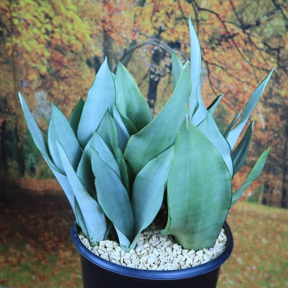 RedCrocus Sanseveria Moonshine Indoor Plant - Pet-Friendly, Easy-Care Foliage for Home & Office  6"