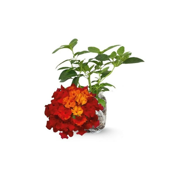 Set 2 Red Lantana Live Plants for Outdoor Planting, Live Lantana Plant 4-8 Inches Tall
